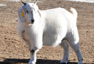 Stearns Diamond Savanna Ranch